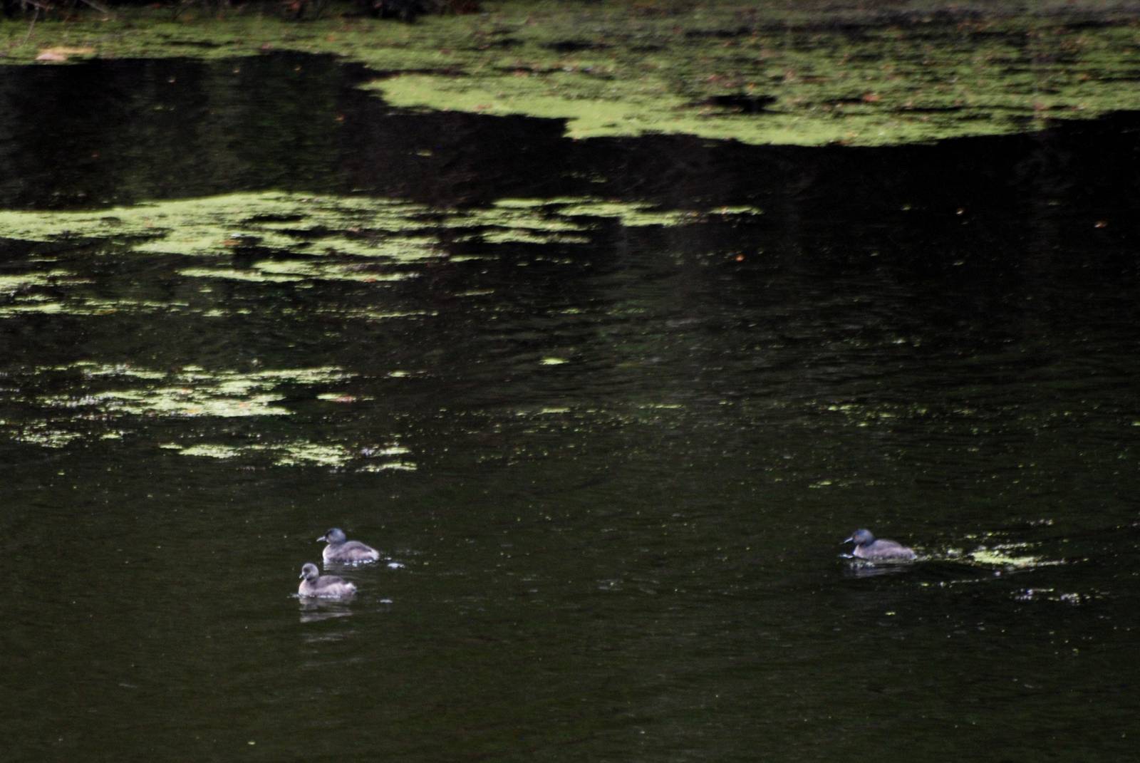 Least Grebes at Arenal, 18/04/14
