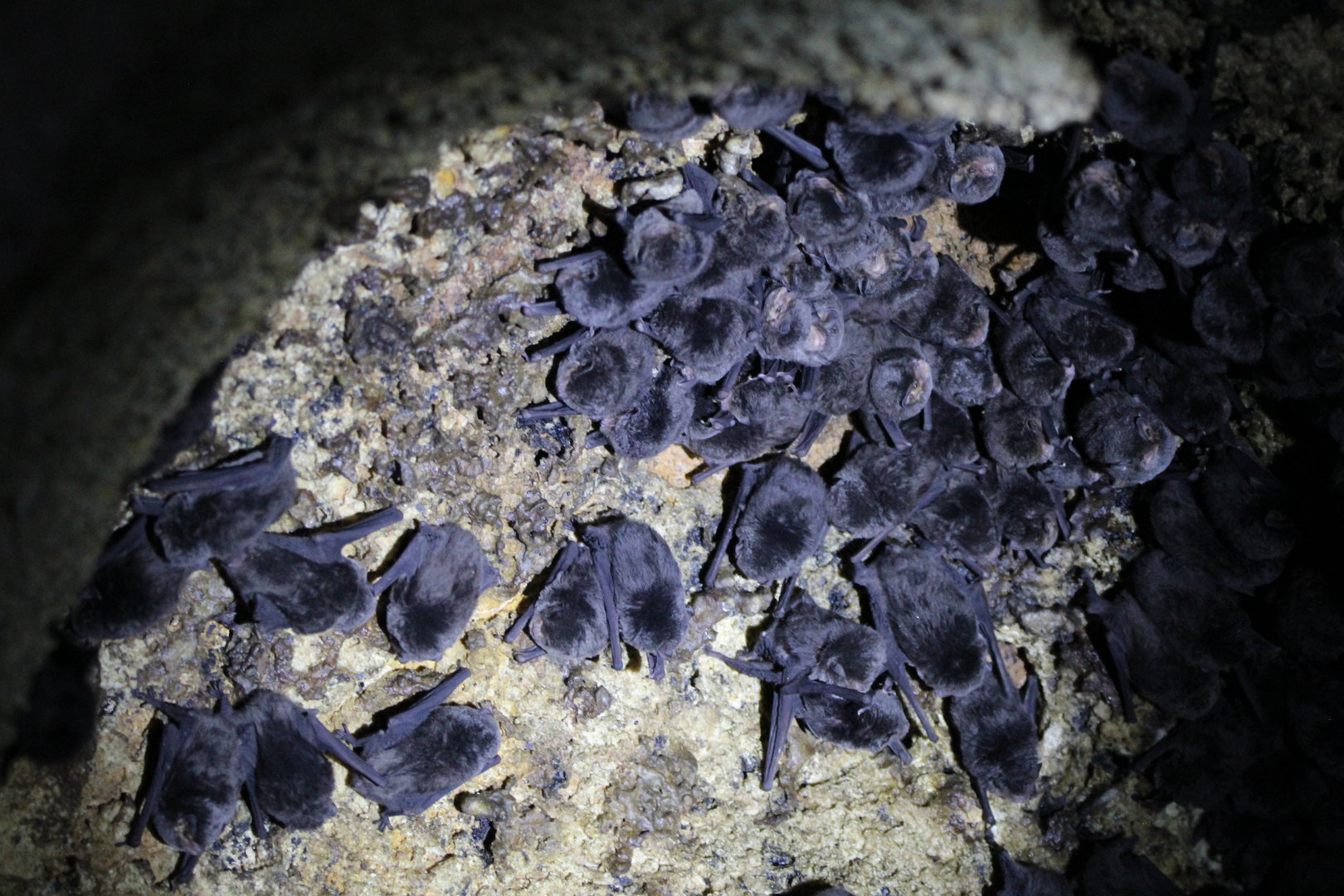 Least Long-Fingered Bats