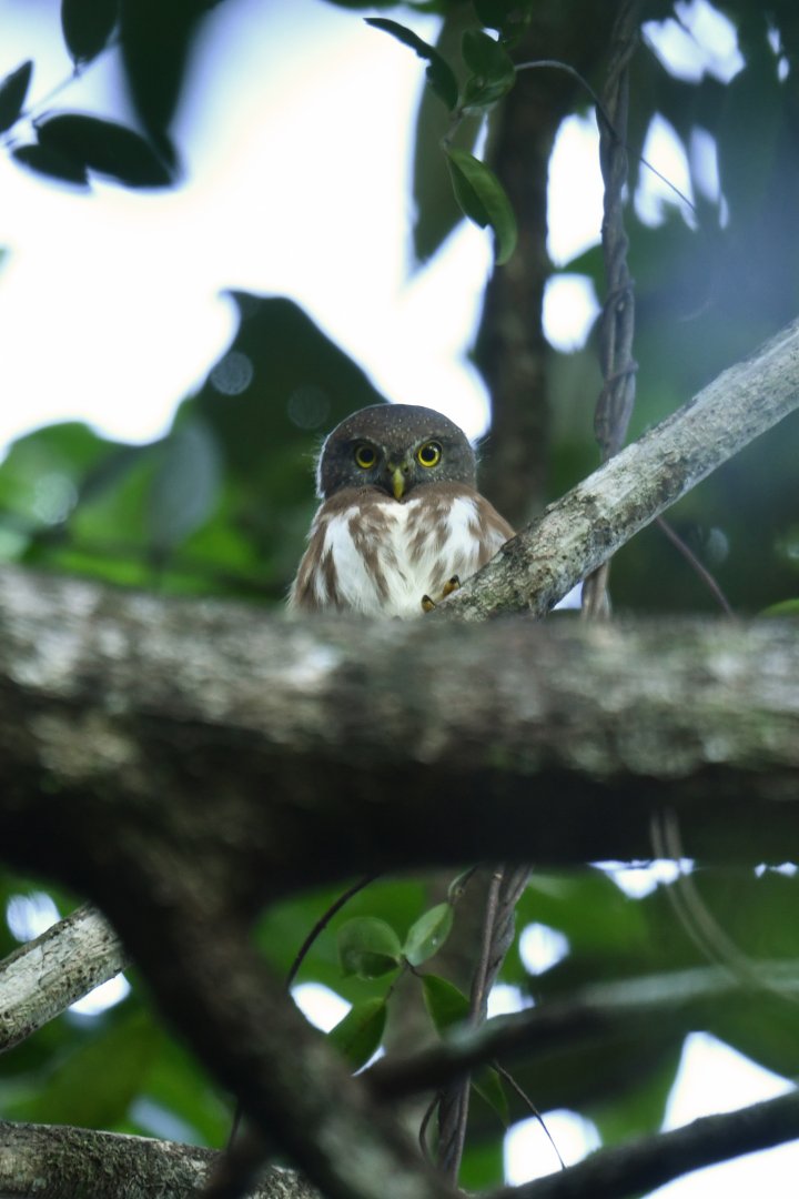 Least Pygmy-Owl Glaucidium minutissimum
