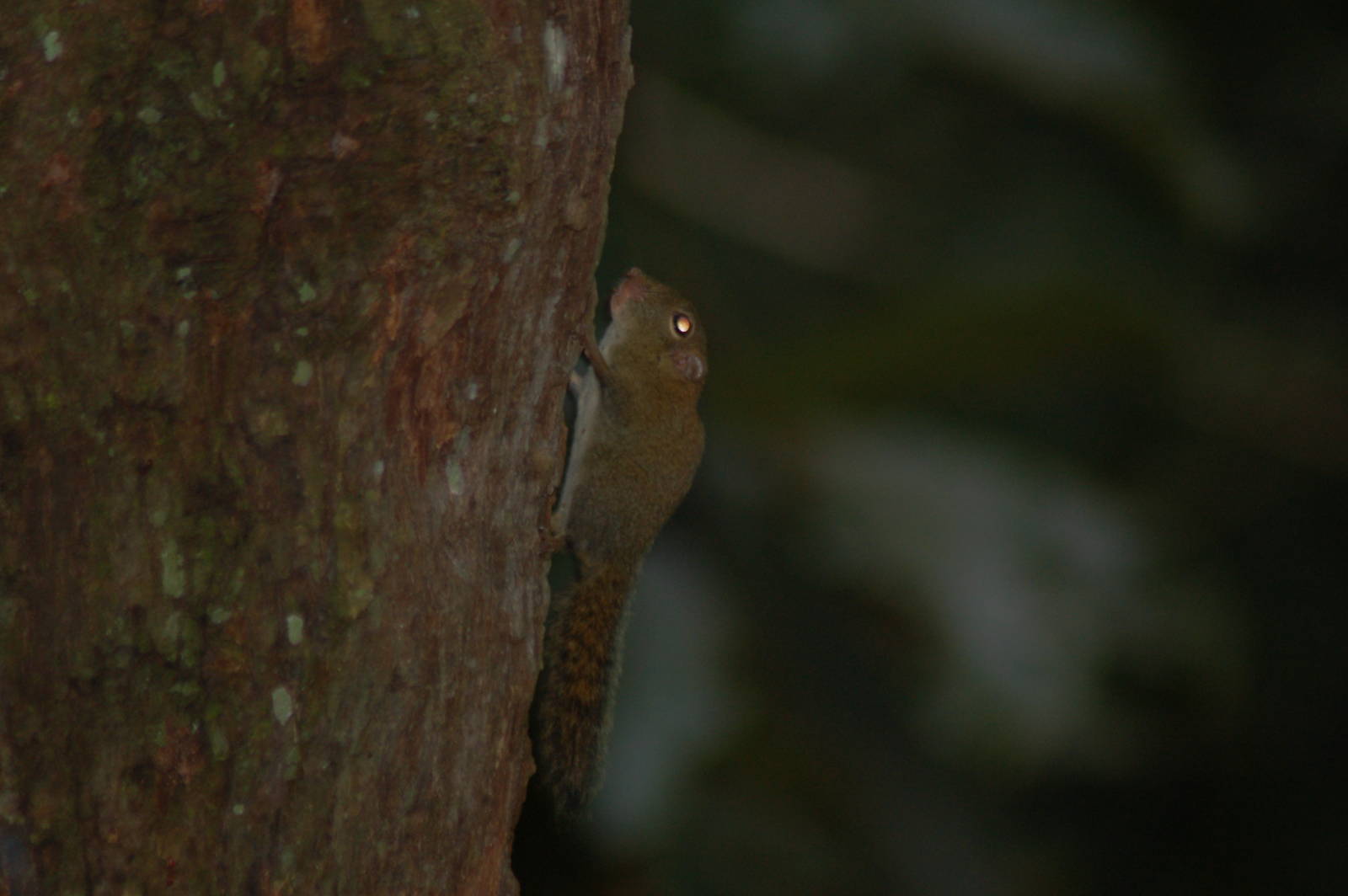 Least pygmy squirrel