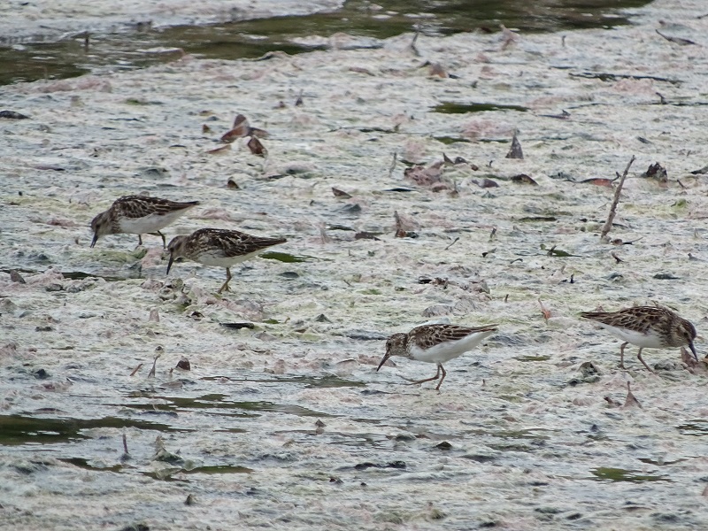 Least sandpiper (Calidris minutilla)
