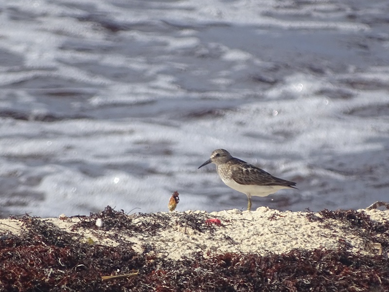Least sandpiper (Calidris minutilla)
