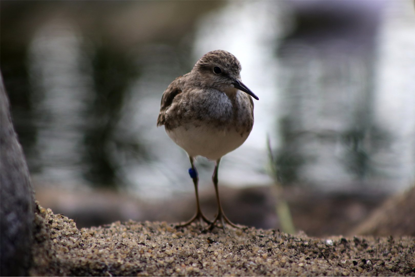 Least Sandpiper (Calidris minutilla)