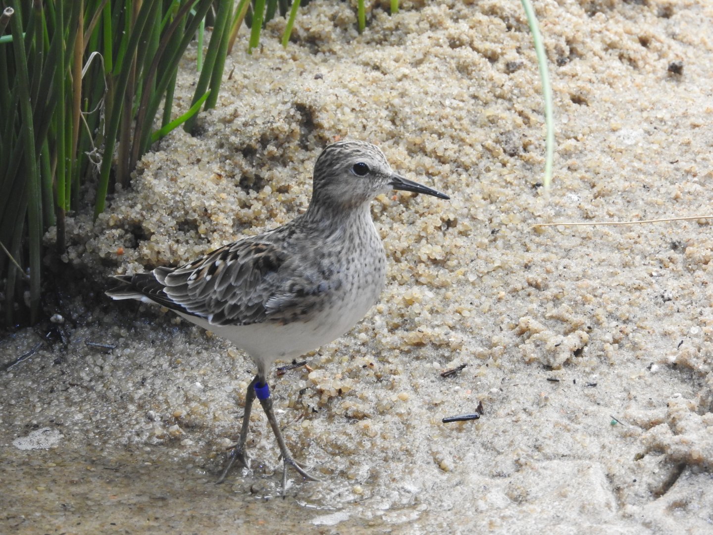 Least Sandpiper