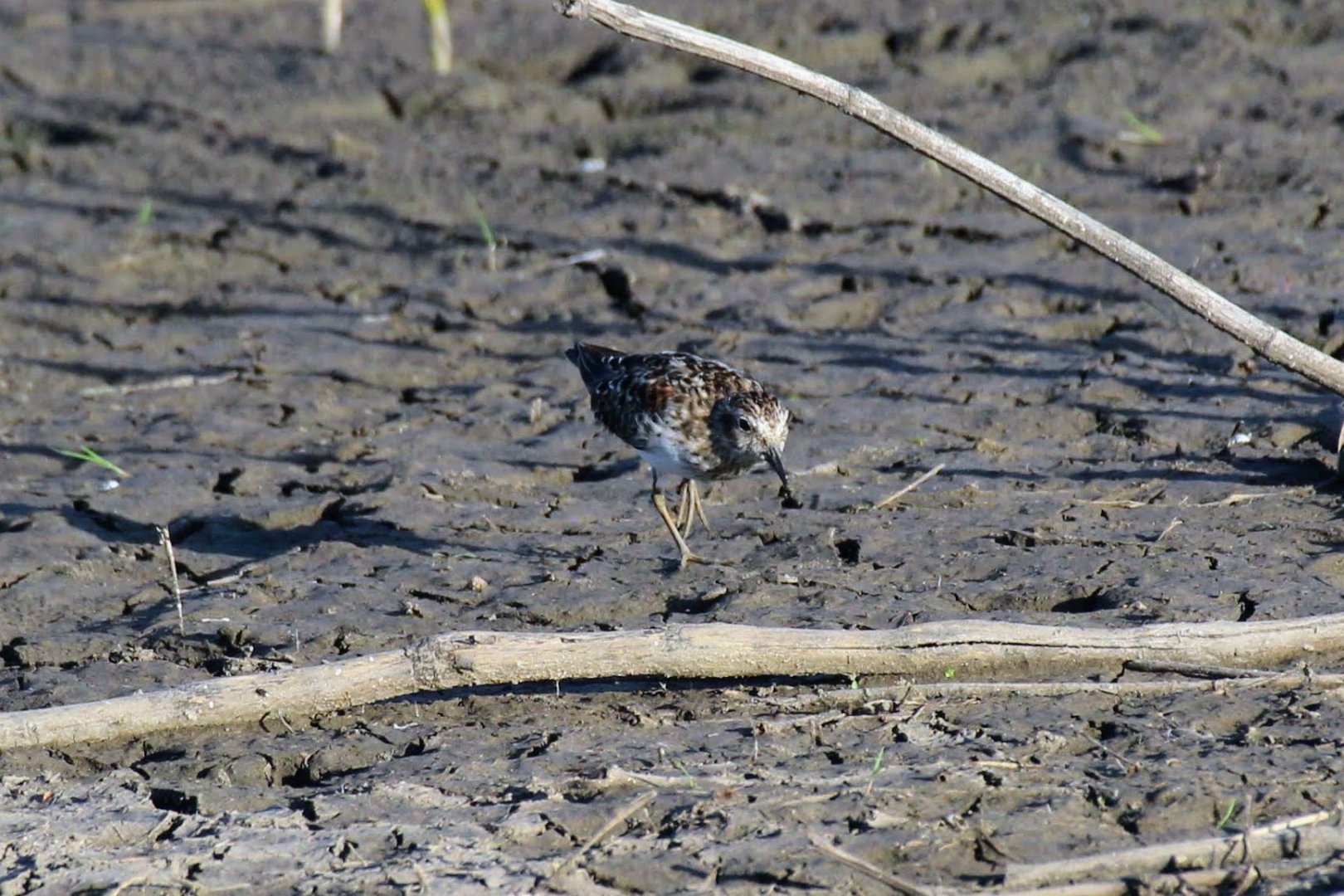Least Sandpiper