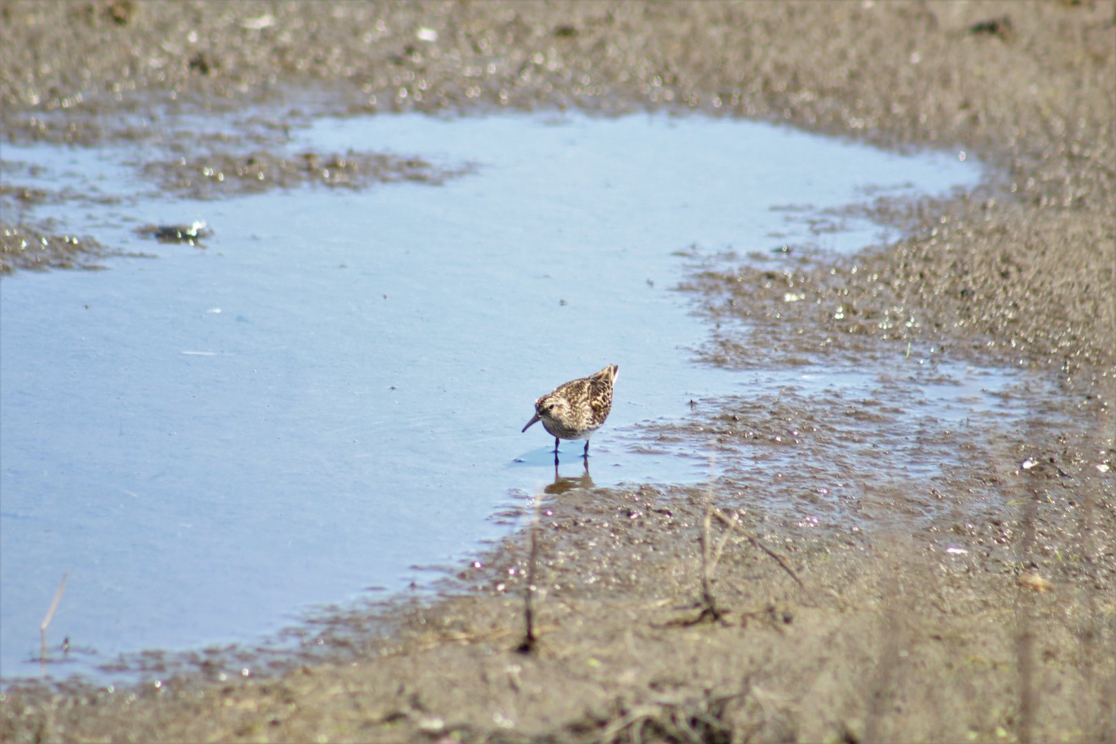 Least Sandpiper