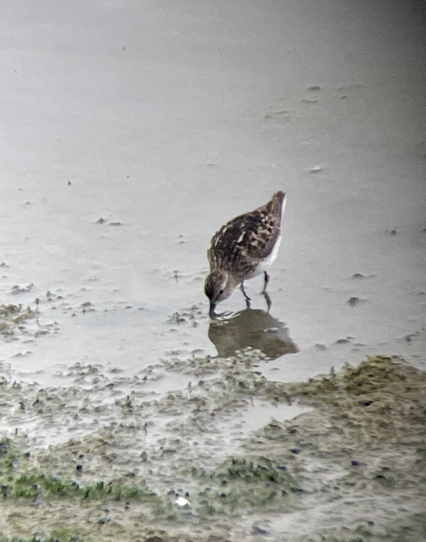 Least Sandpiper