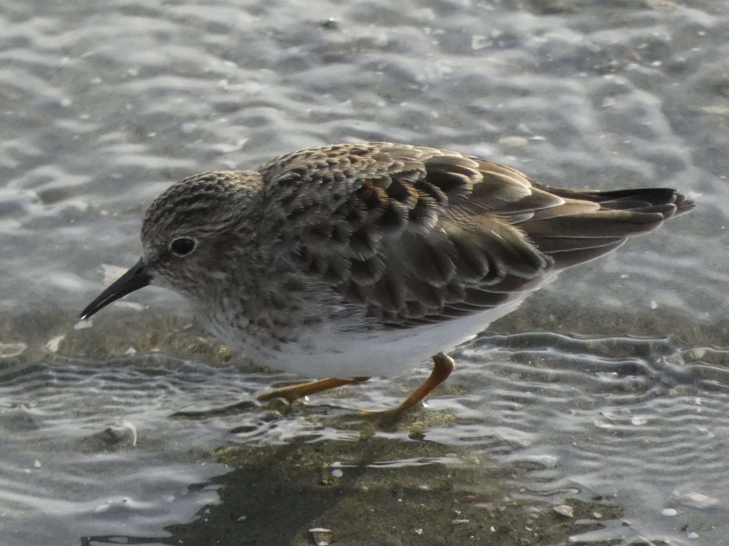 Least sandpiper
