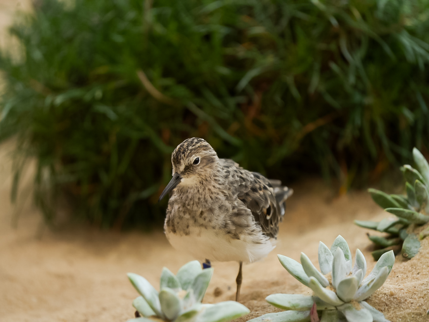 Least Sandpiper