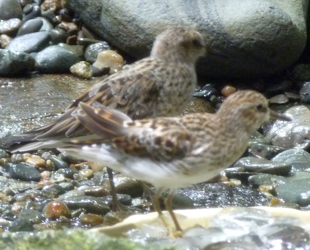 Least sandpipers (Calidris minutilla) (ID by birdsandbats)