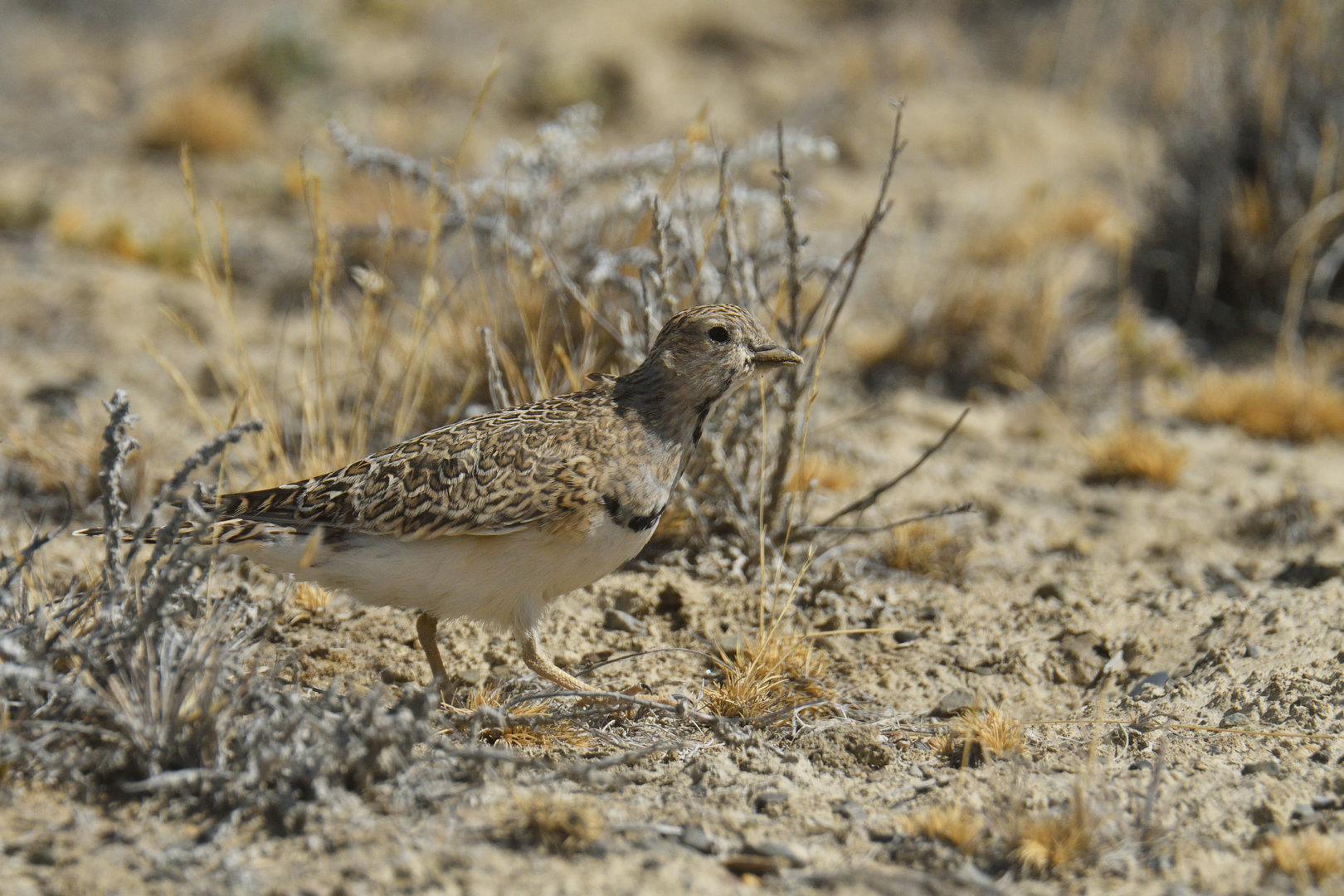 Least Seedsnipe Thinocorus rumicivorus