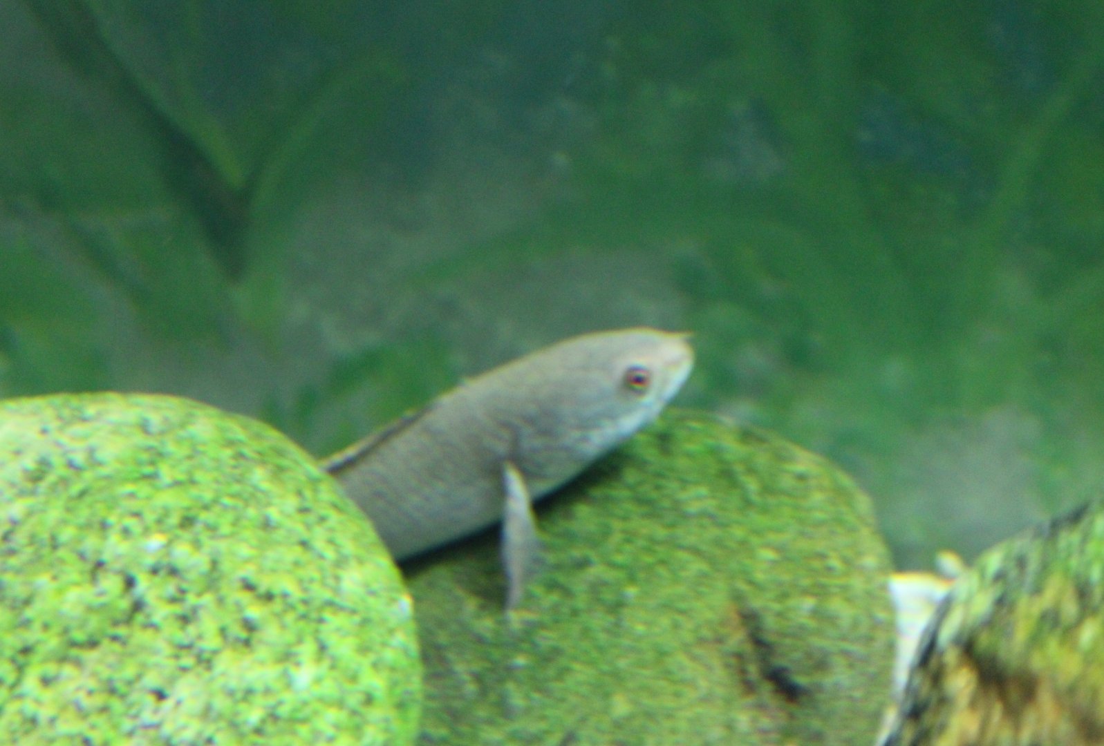 Least snakehead - Channa gachua