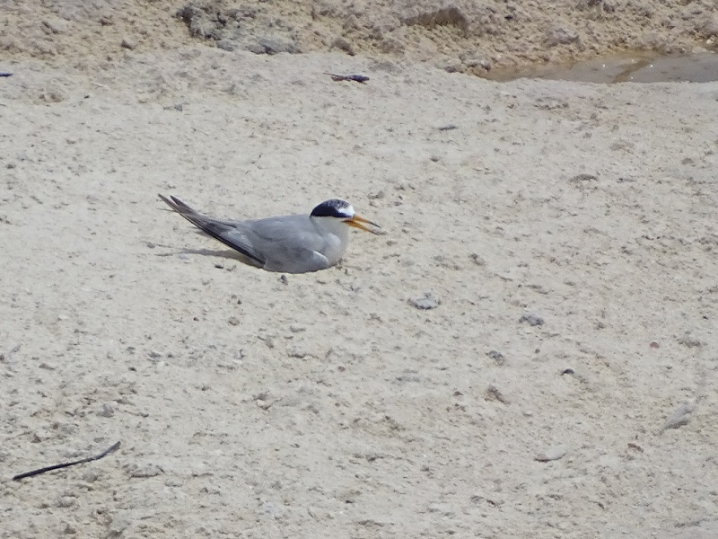 Least tern (Sternula antillarum)
