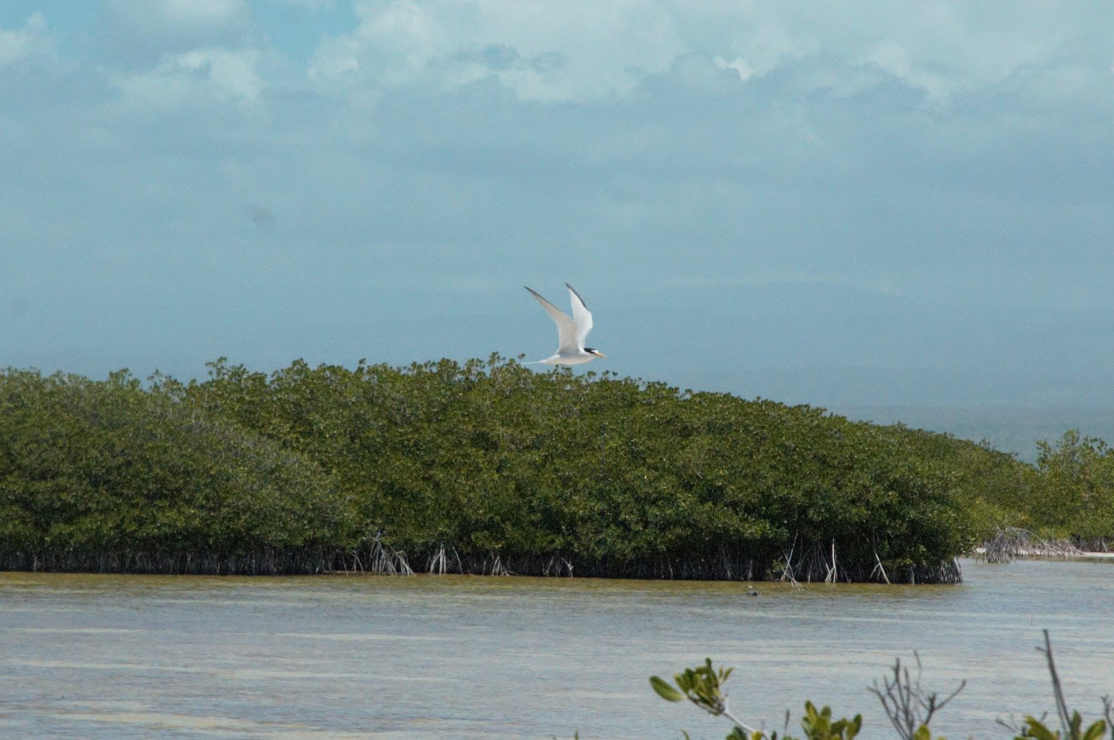Least Tern (Sternula antillarum)