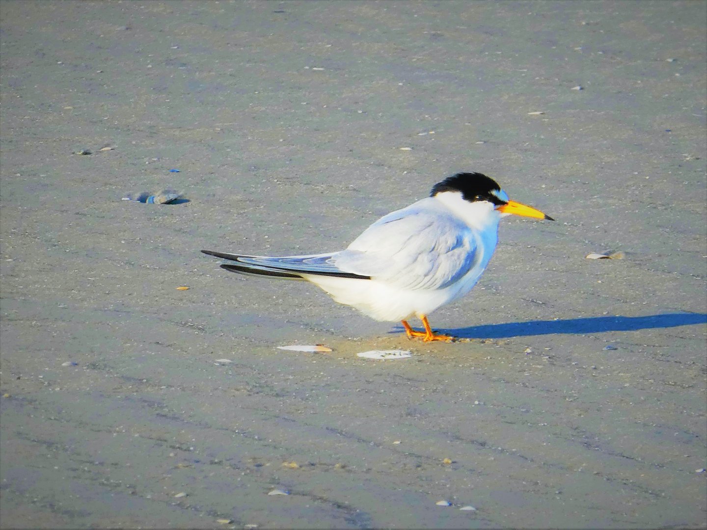 Least Tern