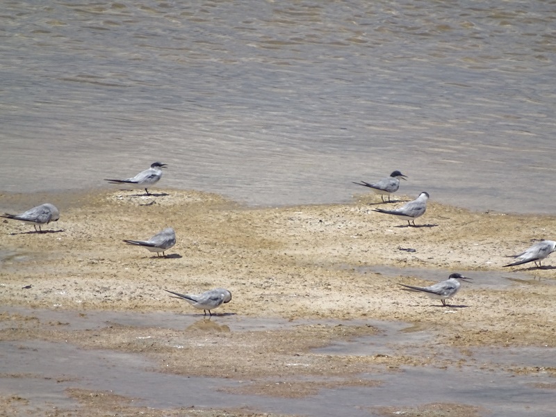 Least terns (Sternula antillarum)