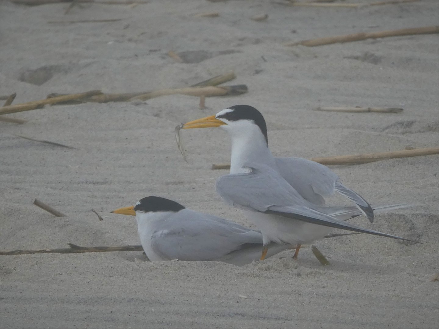 Least Terns