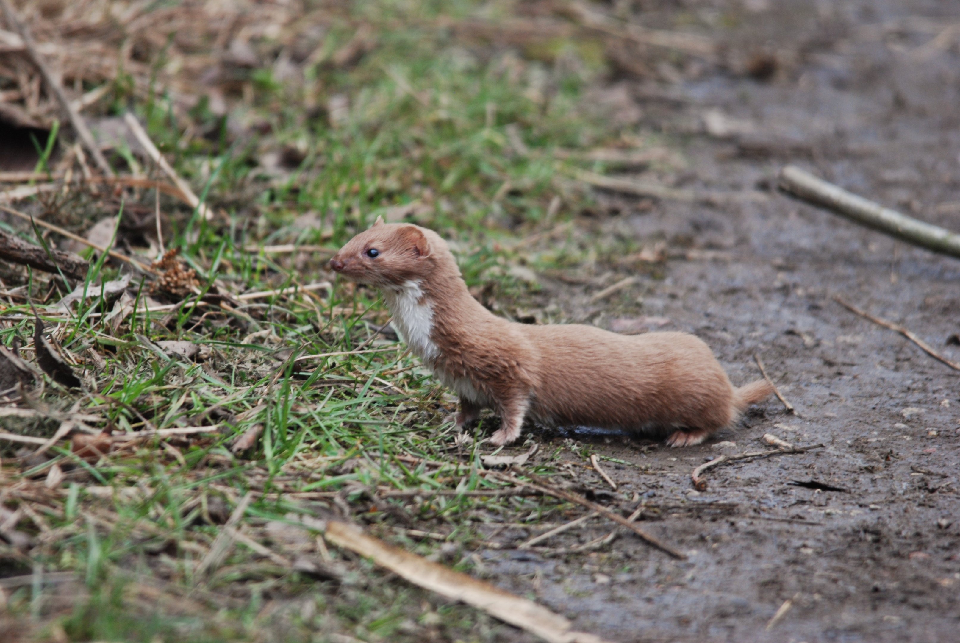 Least Weasel at RSPB Old Moor, 30th January 2022