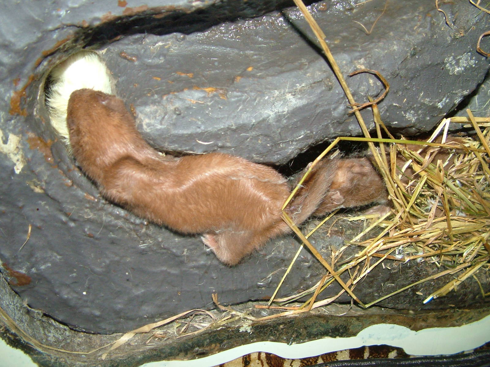 Least Weasel at Wildwood 28/11/09