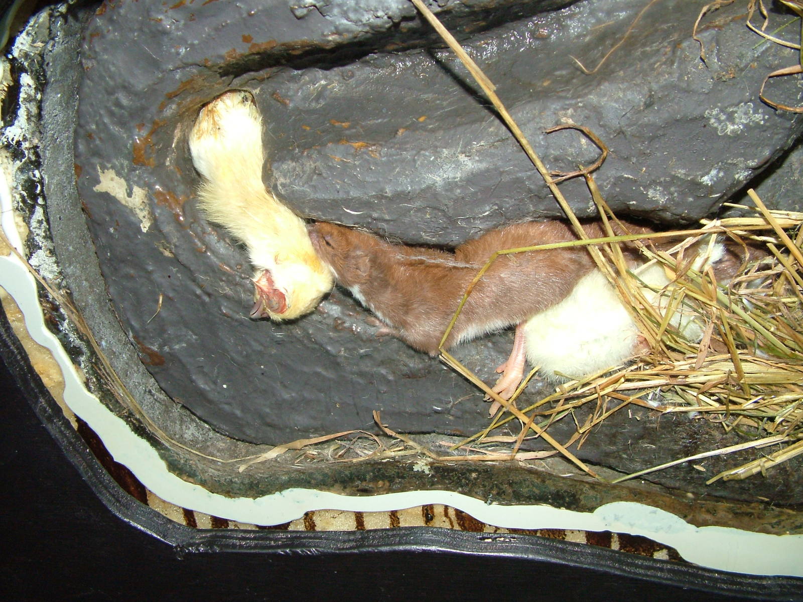 Least Weasel at Wildwood 28/11/09