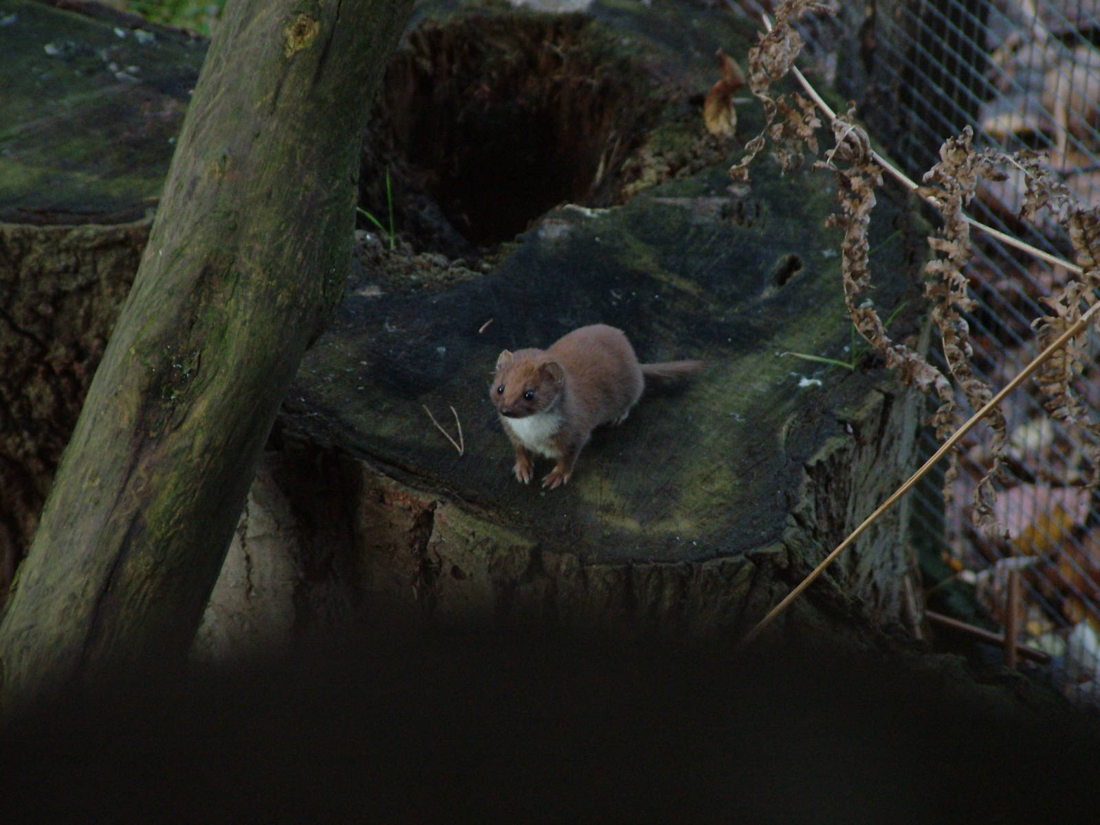 Least Weasel at Wildwood 28/11/09