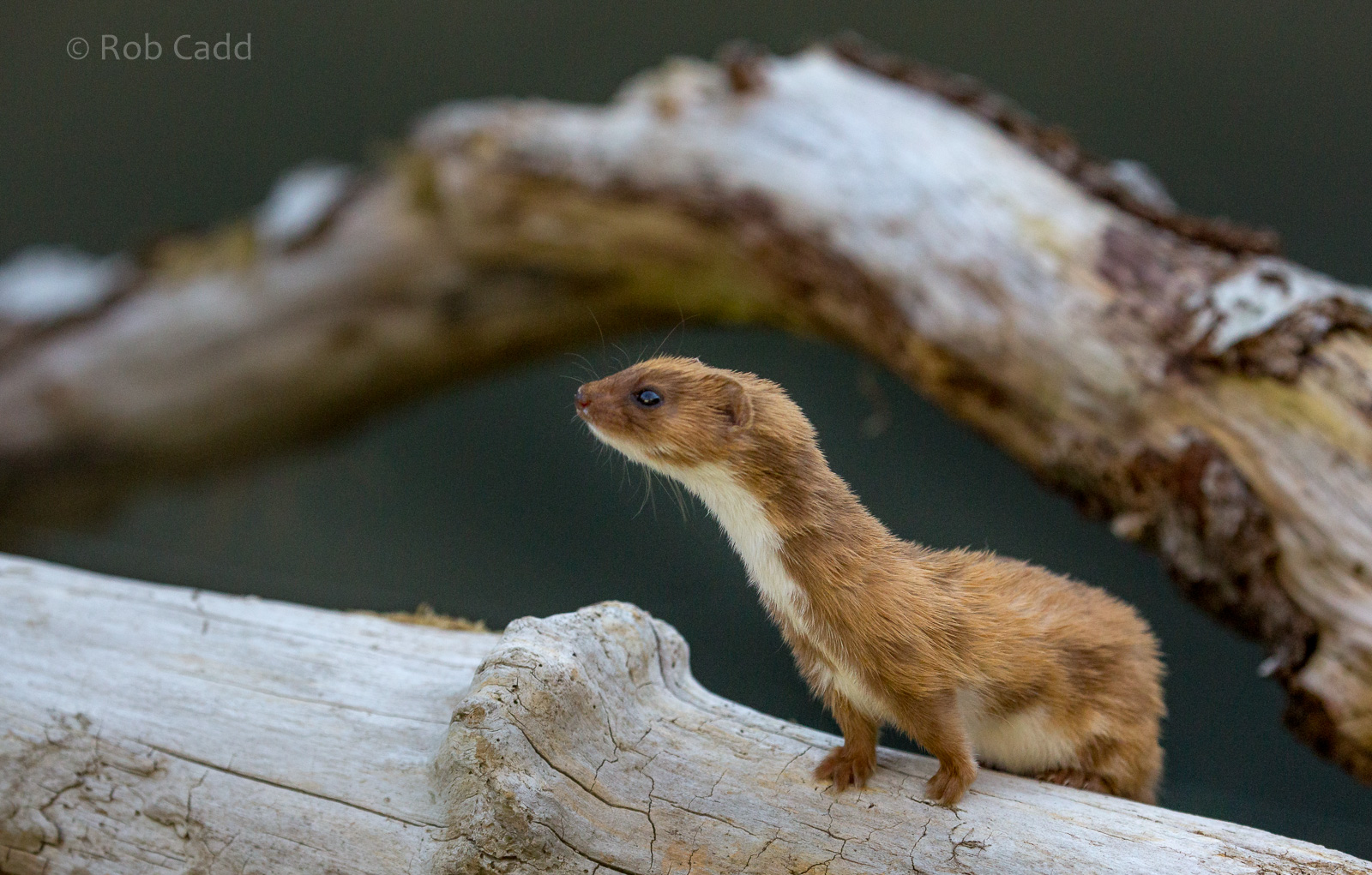 Least weasel : British Wildlife Centre : 05 Oct 2018