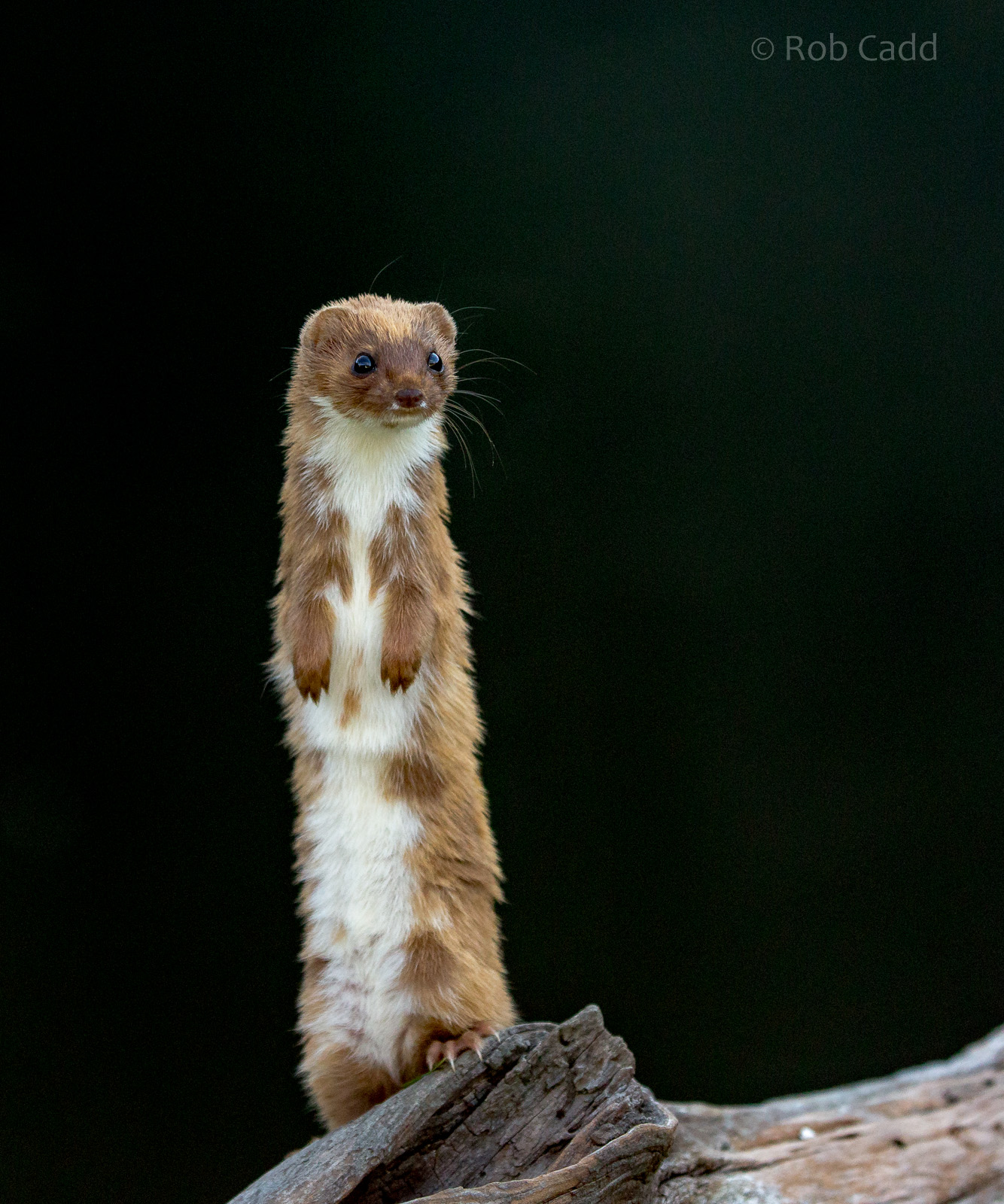 Least weasel : British Wildlife Centre : 05 Oct 2018