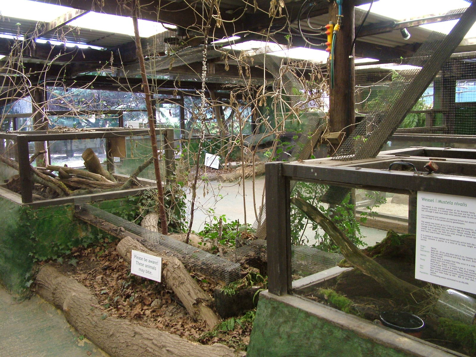 Least Weasel exhibit at the British Wildlife Centre 14/03/10