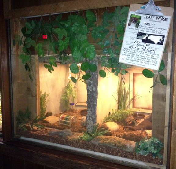 Least Weasel Exhibit