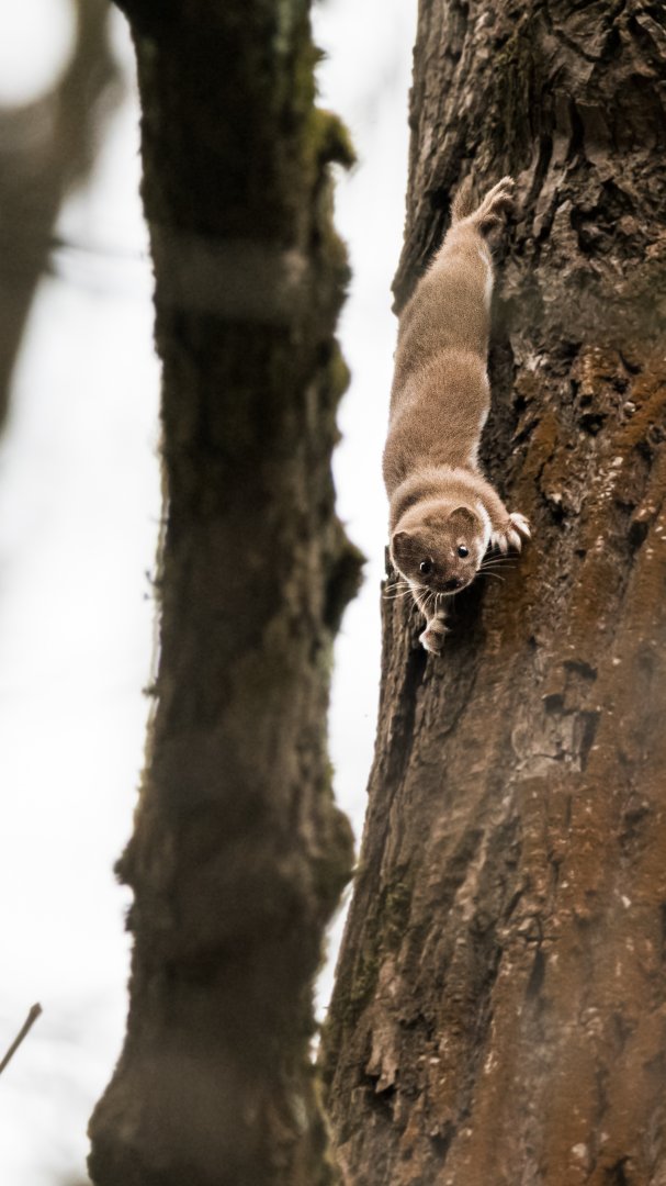 Least weasel (Mustela nivalis)