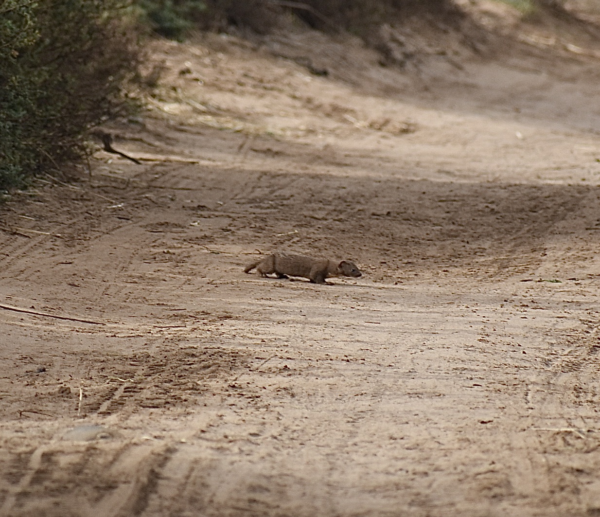 Least weasel (ssp. numidica) - (Champs d'Aghorimze)