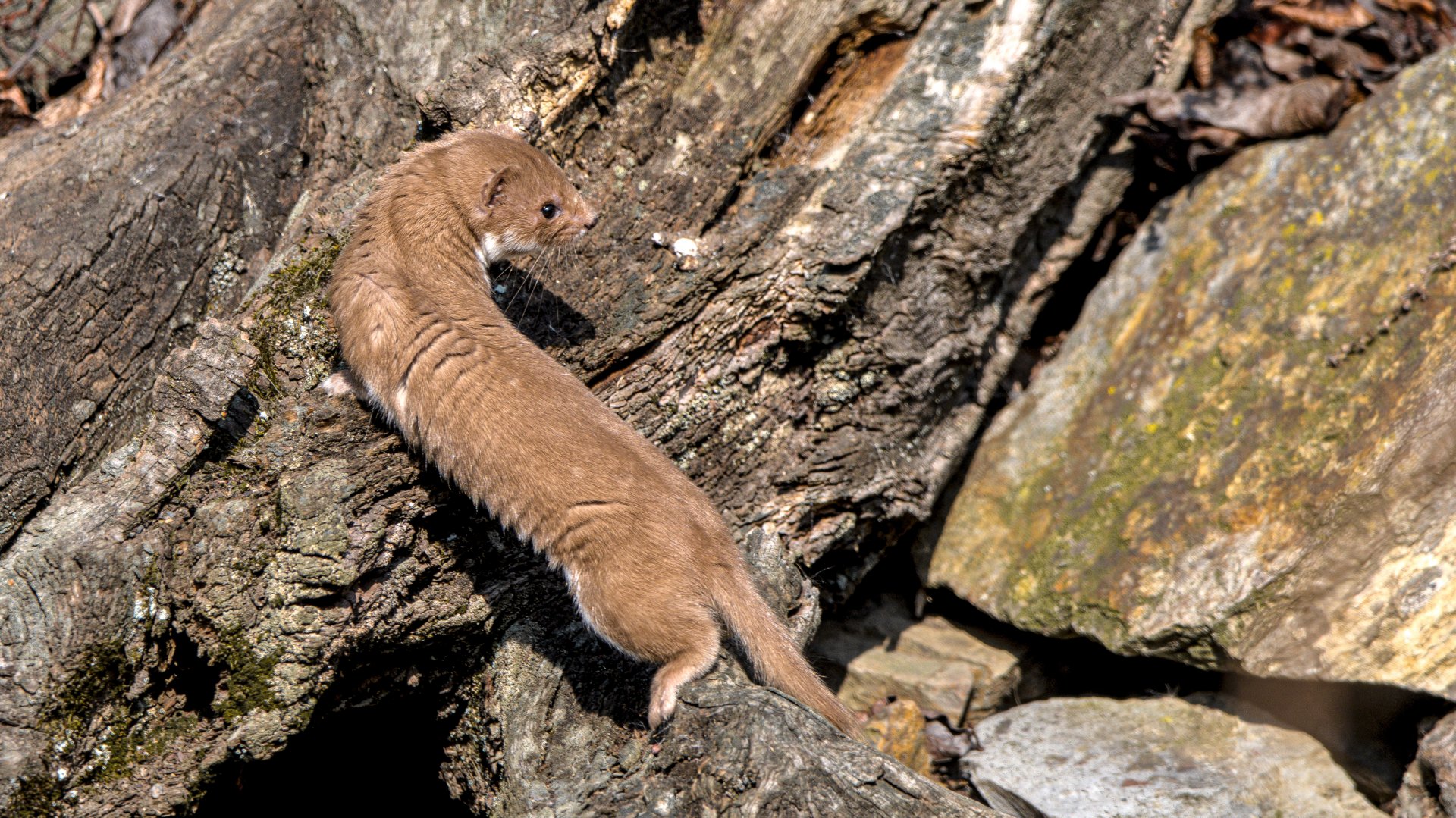Least weasel (wild)
