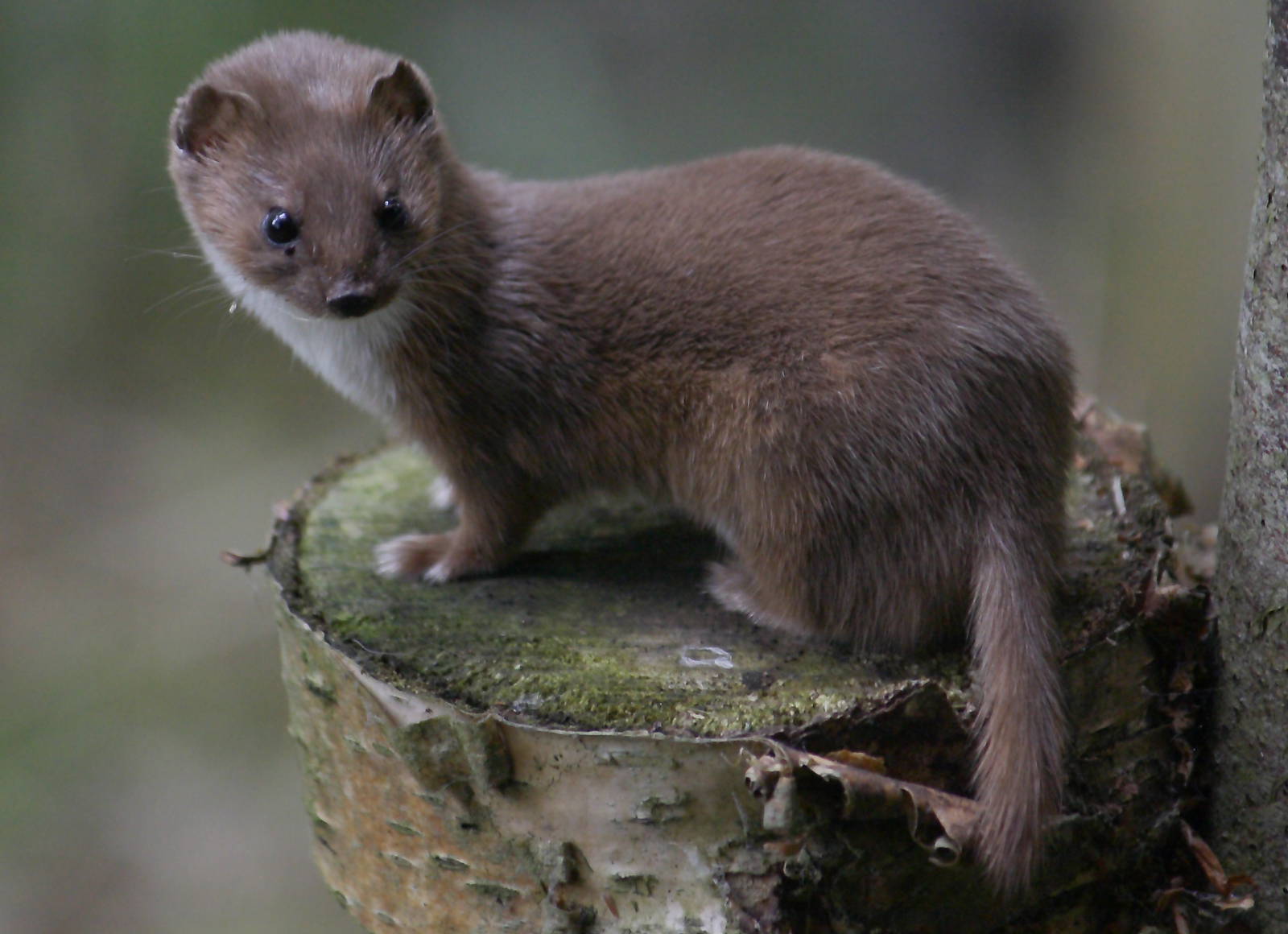 Least weasel