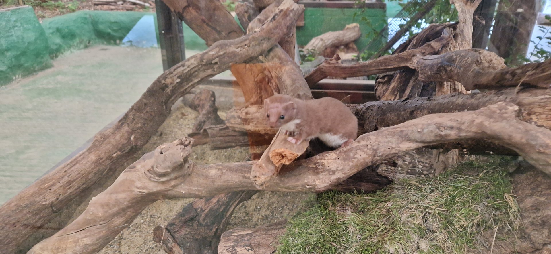 Least Weasel