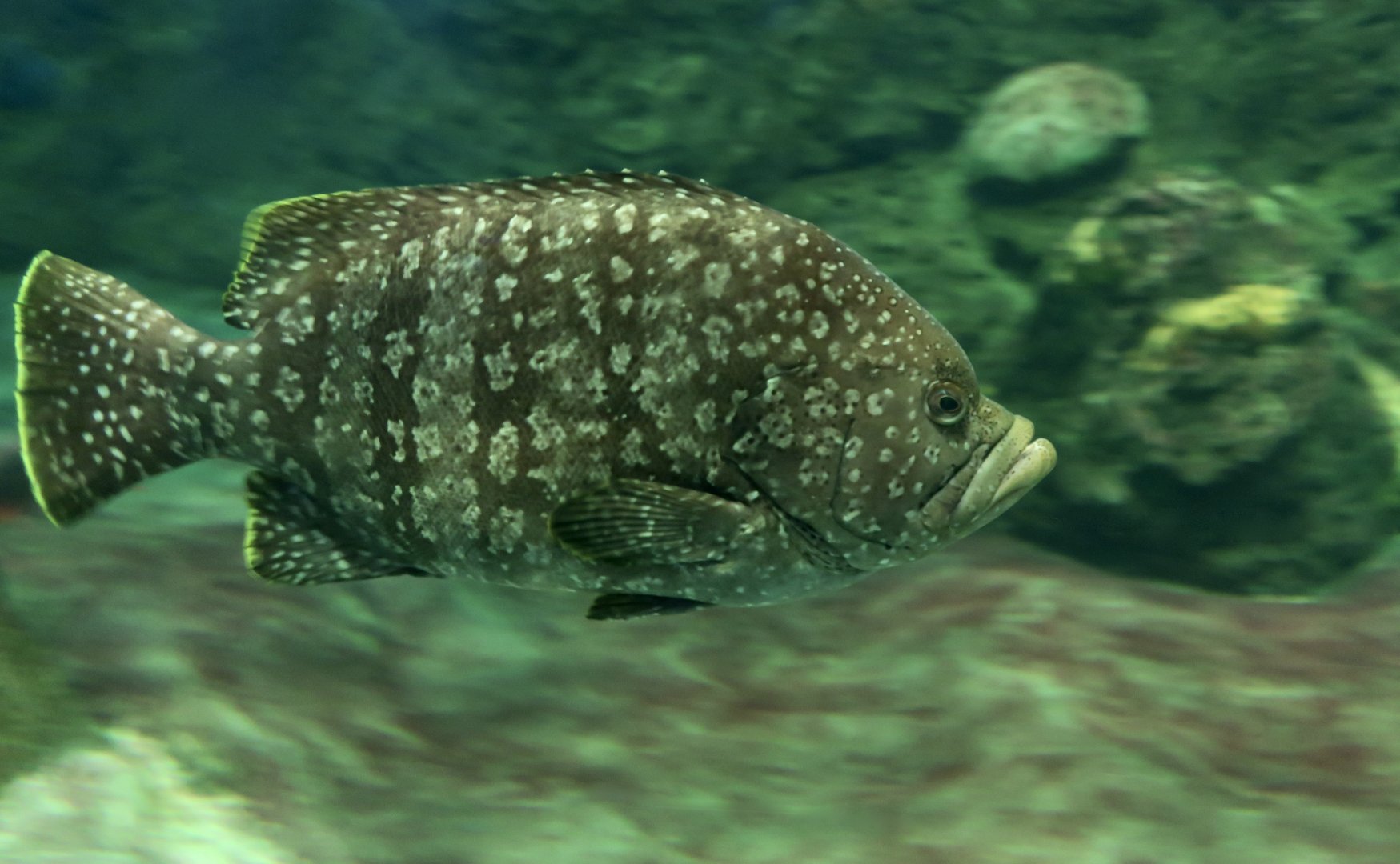 Leather Bass (Dermatolepis dermatolepis)