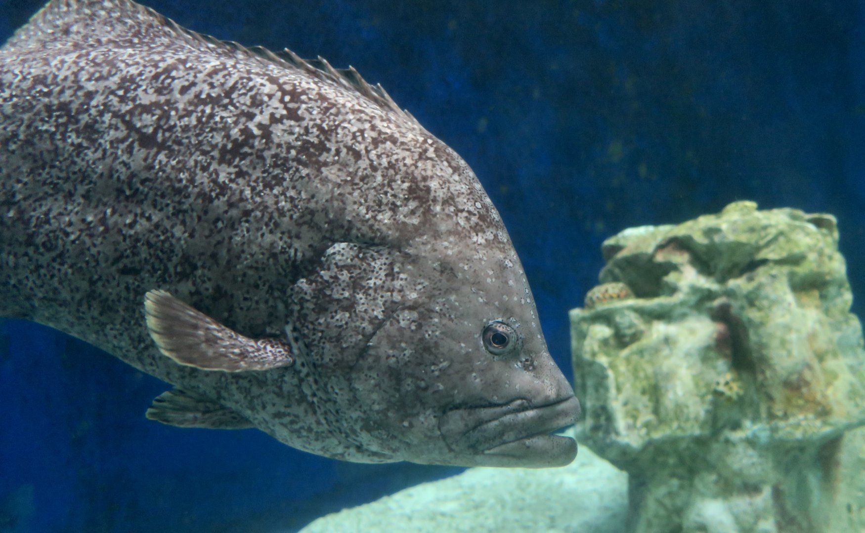 Leather Bass (Dermatolepis dermatolepis)