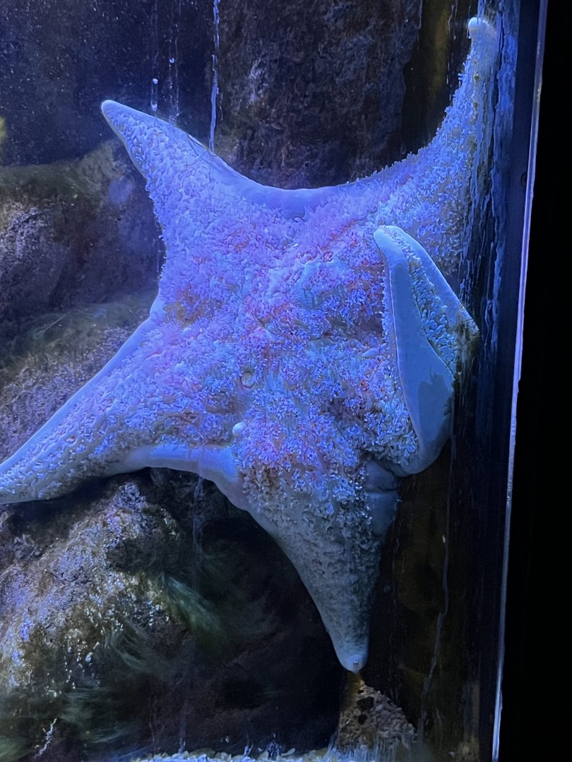 Leather Sea Star