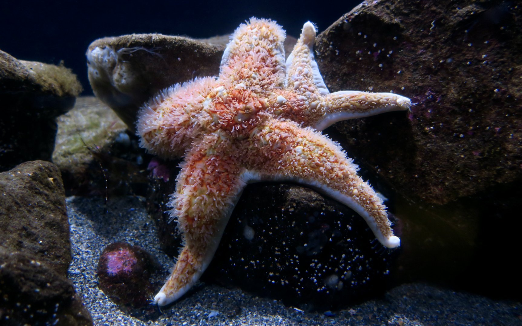 Leather Star (Dermasterias imbricata)