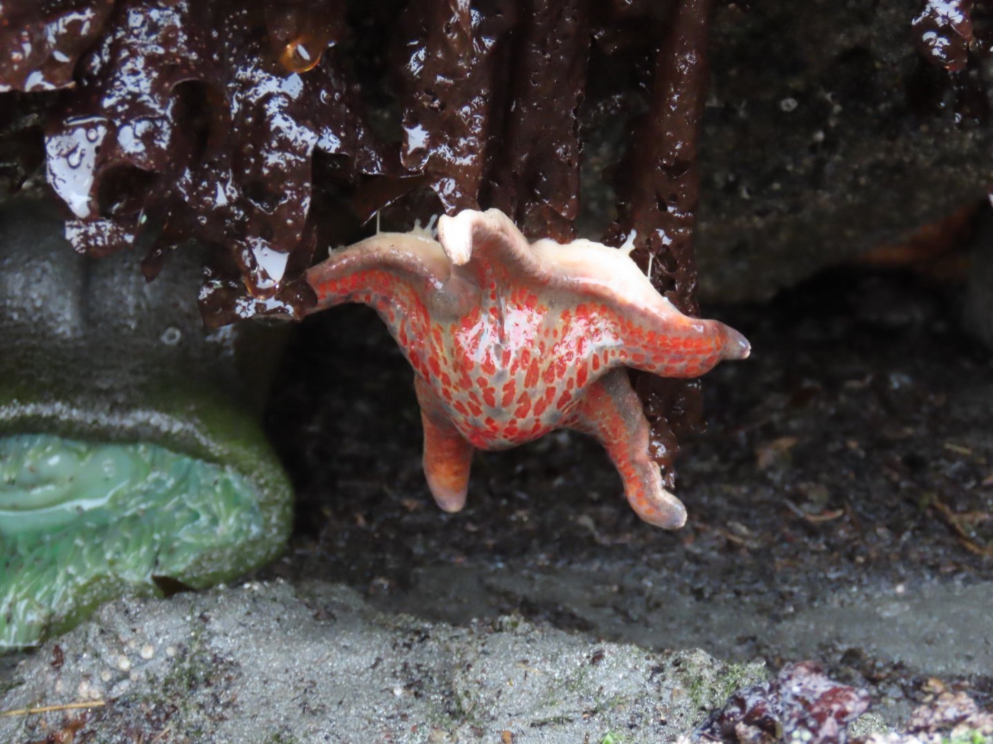 Leather Star (Dermasterias imbricata)