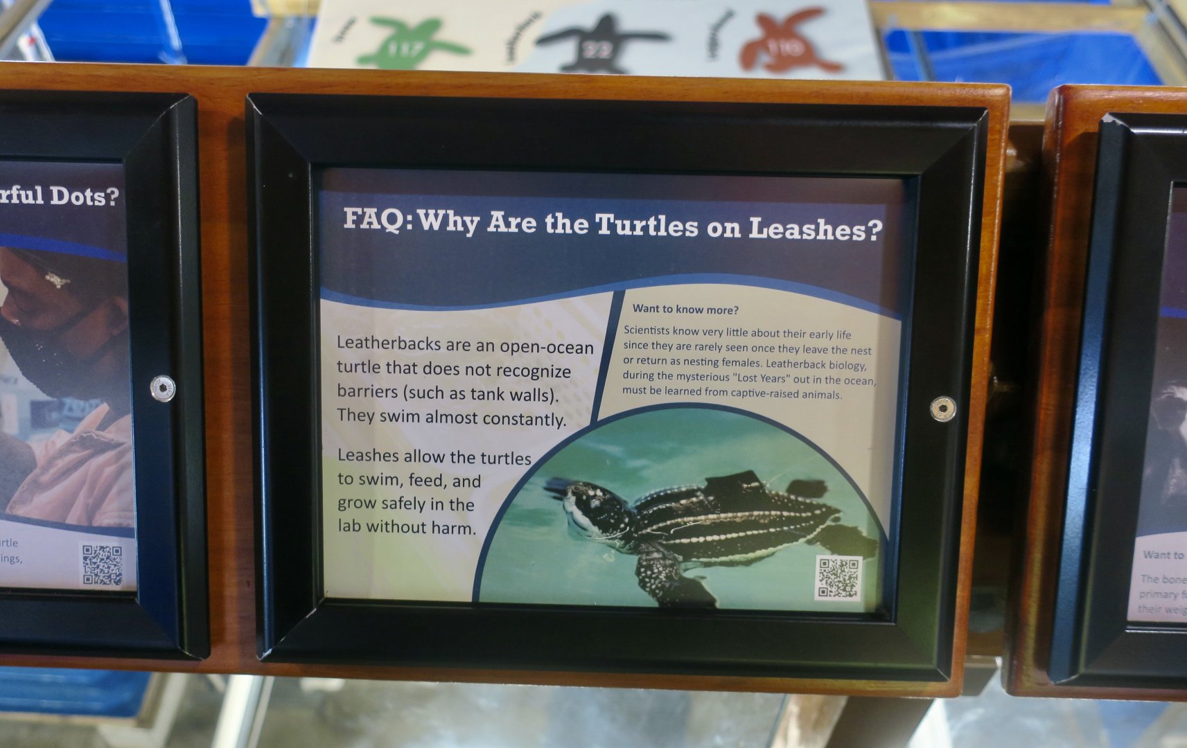 Leatherback Sea Turtle (Dermochelys coriacea) Husbandry Sign