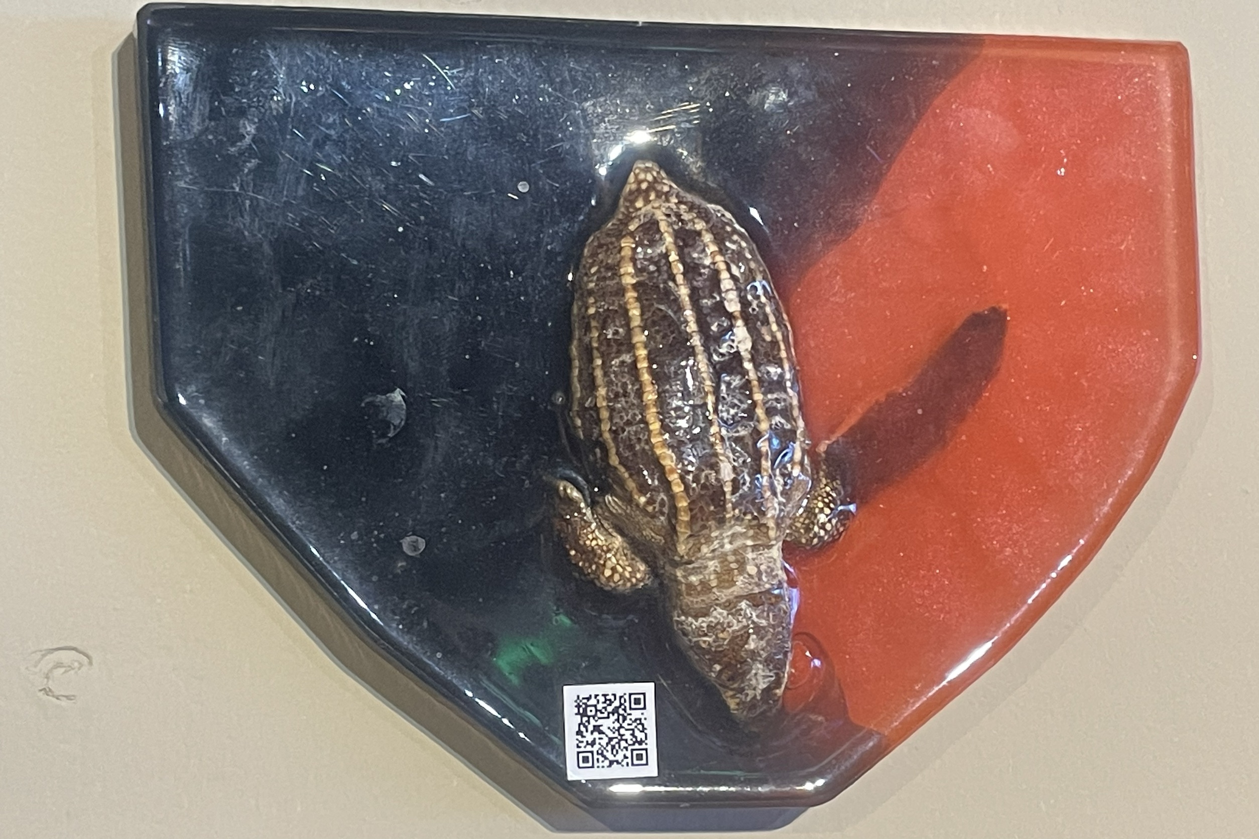 Leatherback sea turtle (Dermochelys coriacea) specimen used for art work