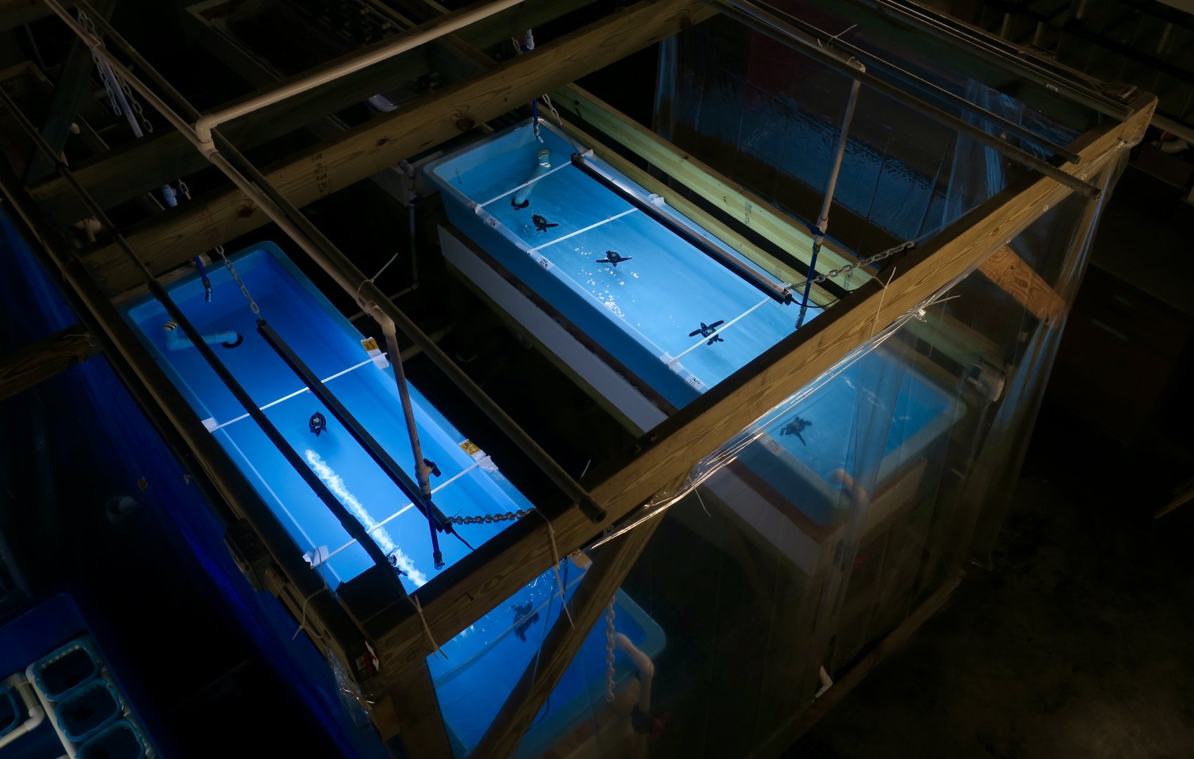 Leatherback Sea Turtle (Dermochelys coriacea) Tank Setup