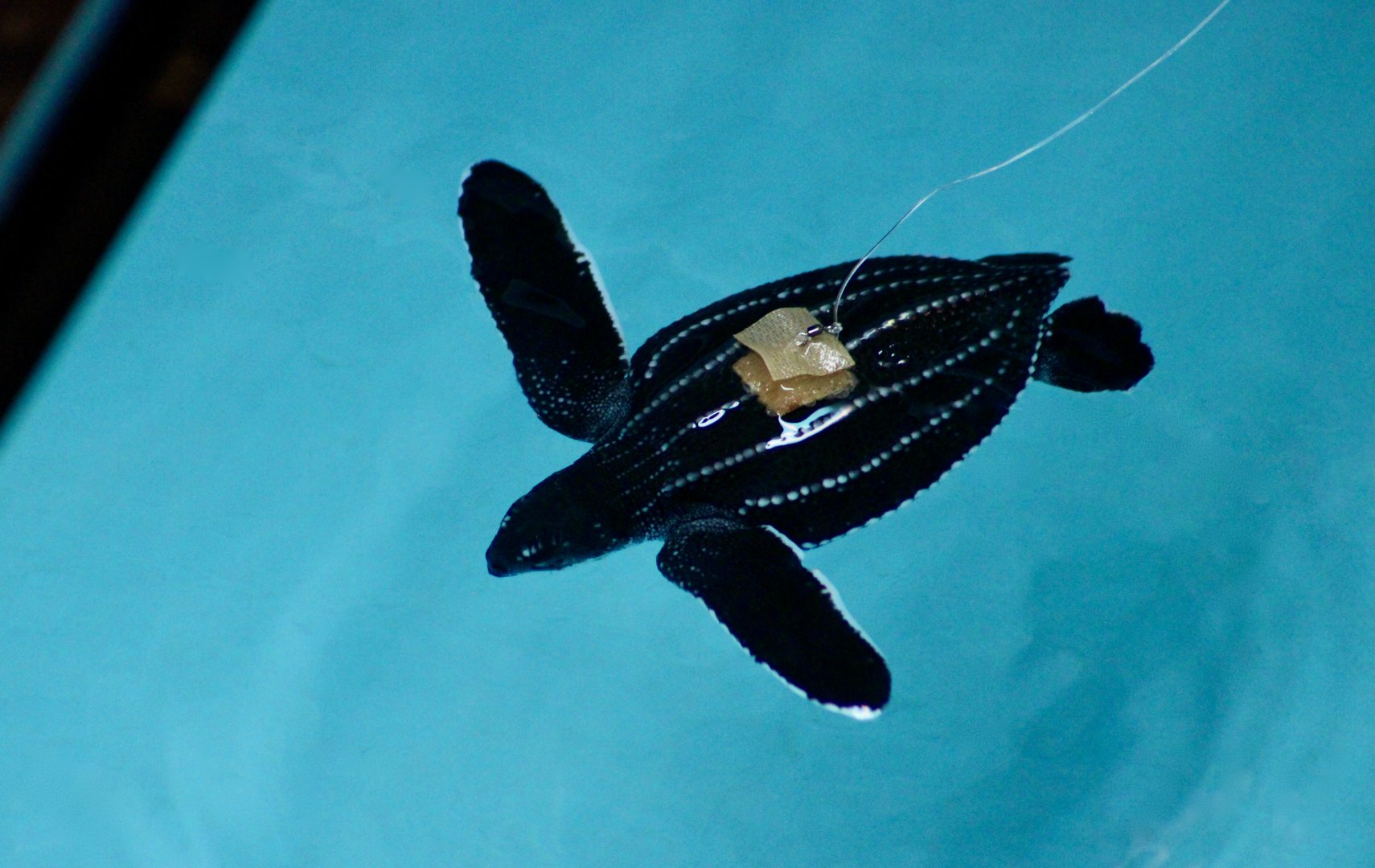 Leatherback Sea Turtle (Dermochelys coriacea)