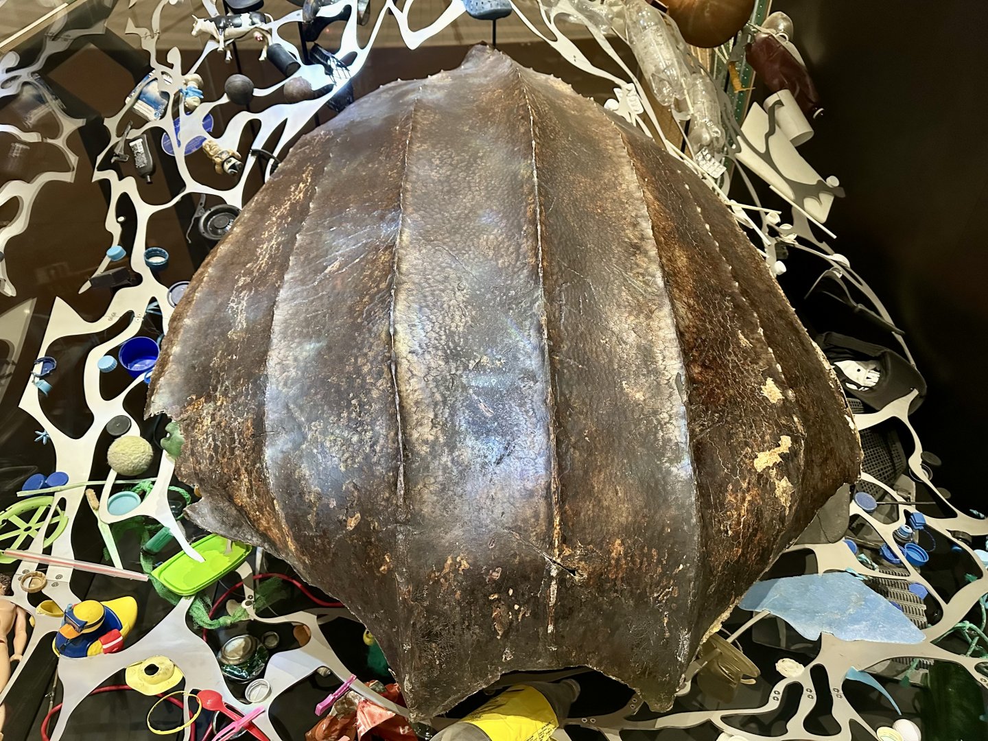 Leatherback Sea Turtle (Shell)