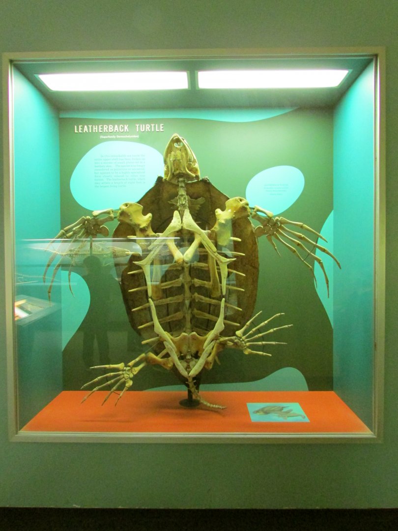 Leatherback Sea Turtle Skeleton