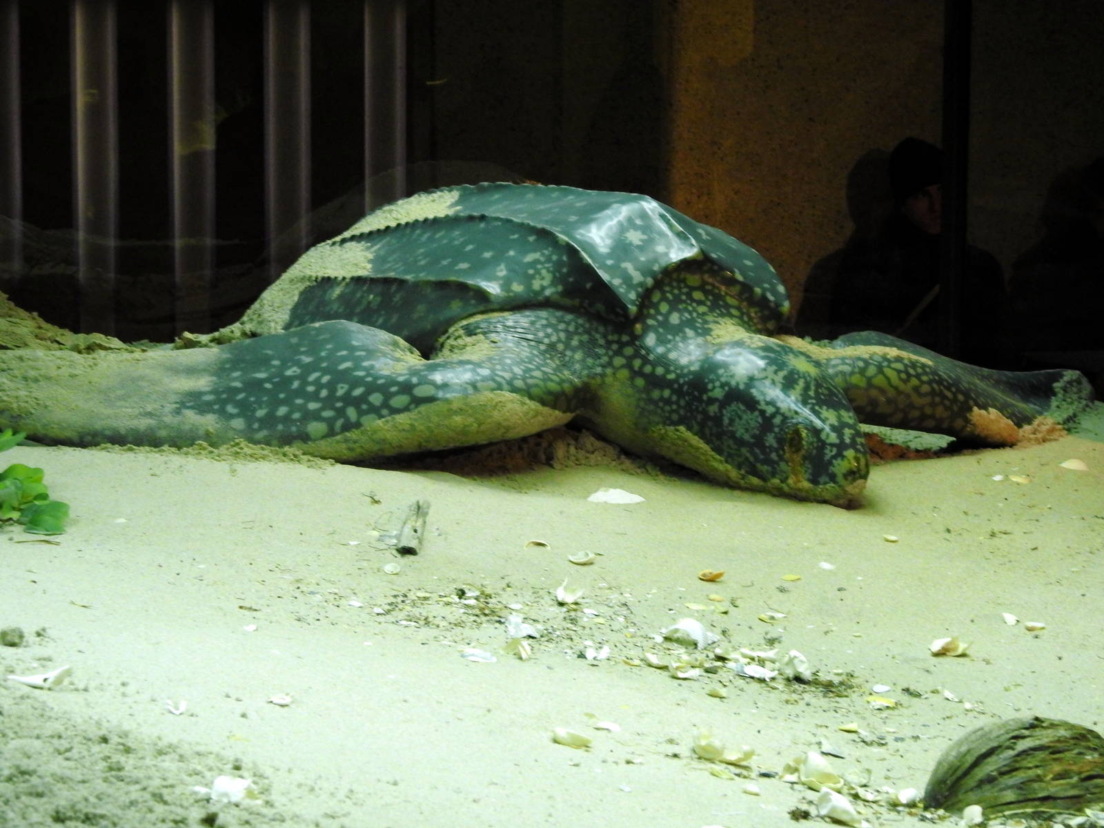 Leatherback Sea Turtle