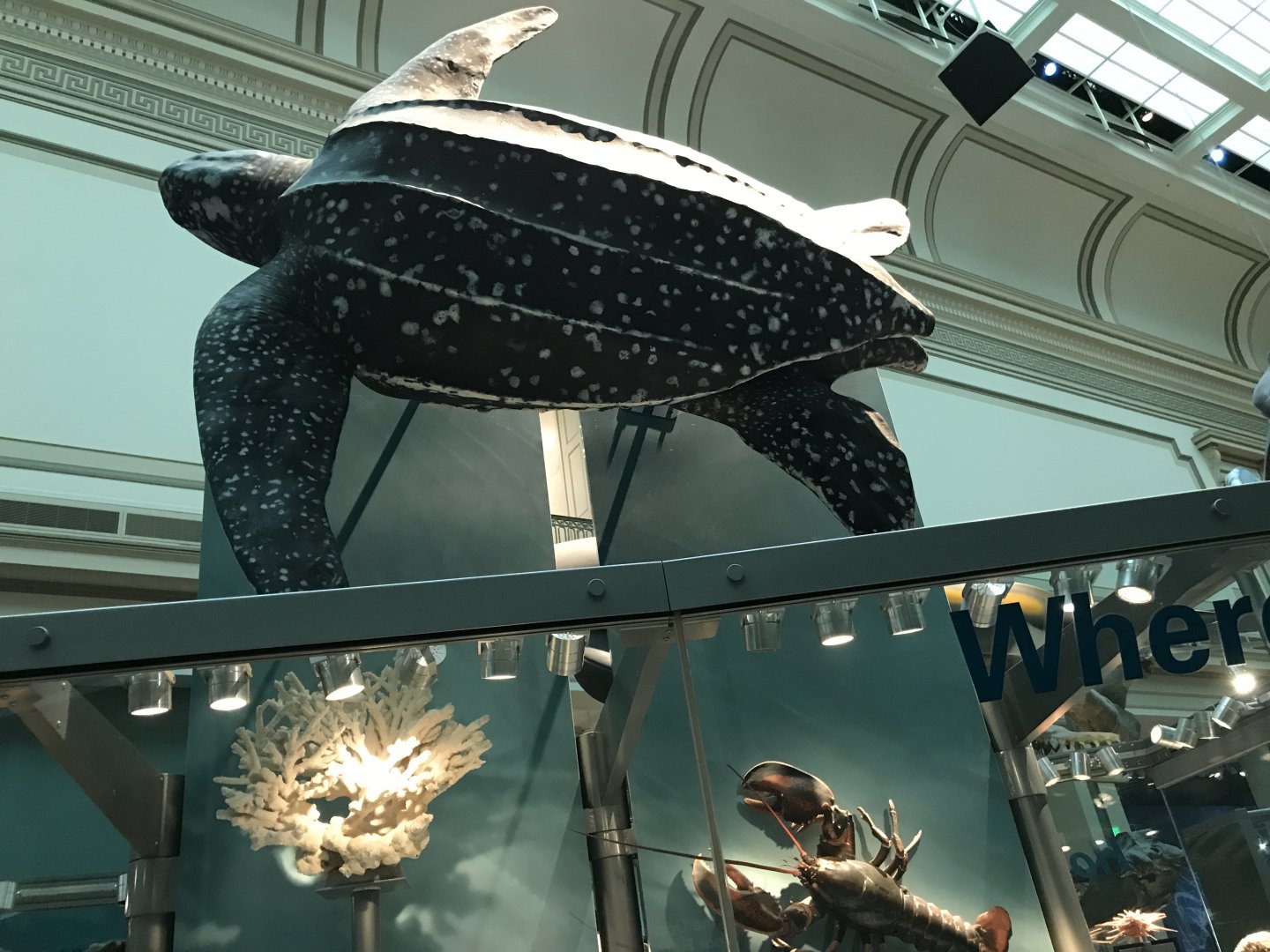 Leatherback Sea Turtle