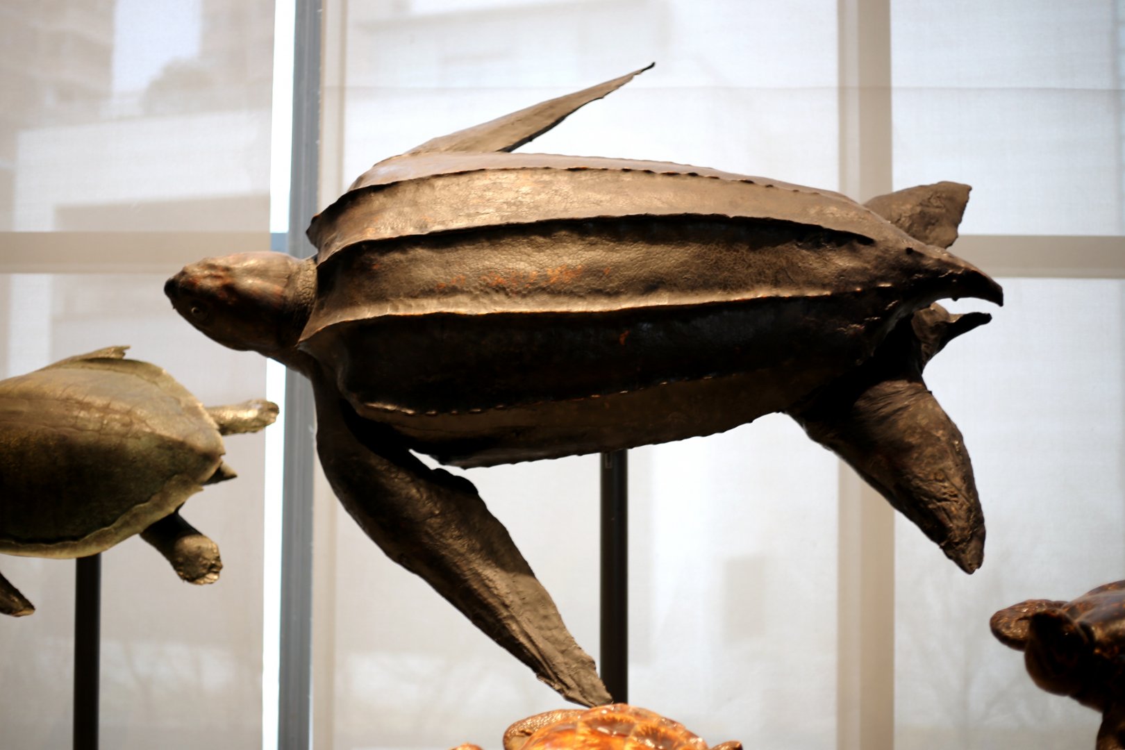 Leatherback Turtle (Dermochelys coriacea)