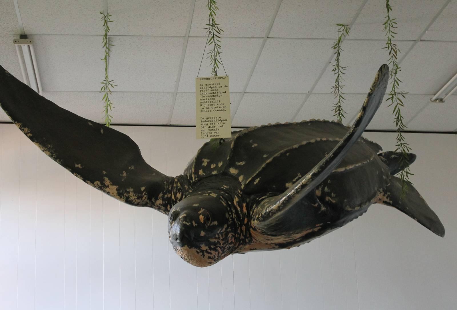 Leatherback turtle dummy