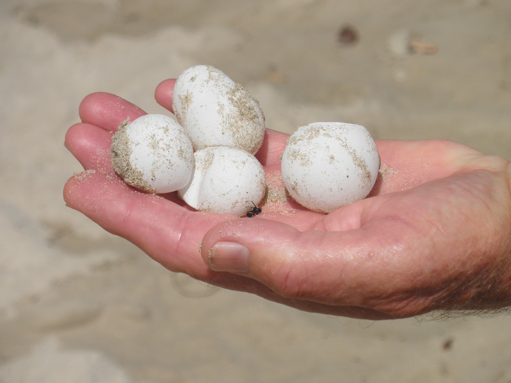 Leatherback turtle eggs.  Dug up by scavenger.  Trinidad